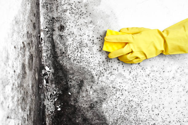 Best Attic Mold Remediation in Marble Hill, MO