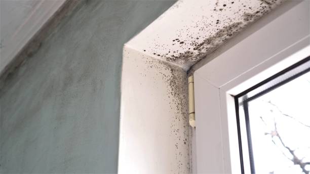 Best Residential Mold Remediation in Marble Hill, MO