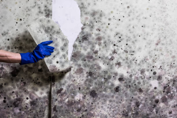 Best Post-Remediation Services in Marble Hill, MO