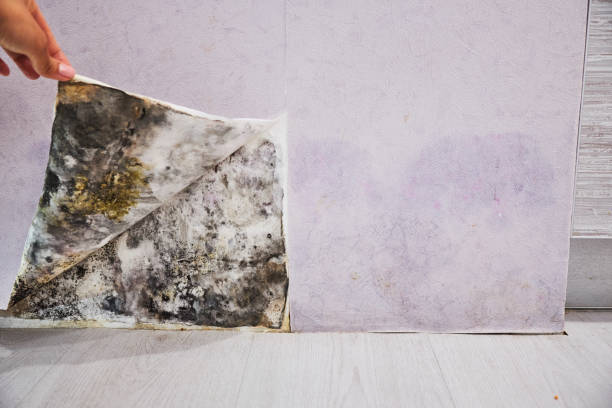 Best DIY Mold Remediation Support Services in Marble Hill, MO